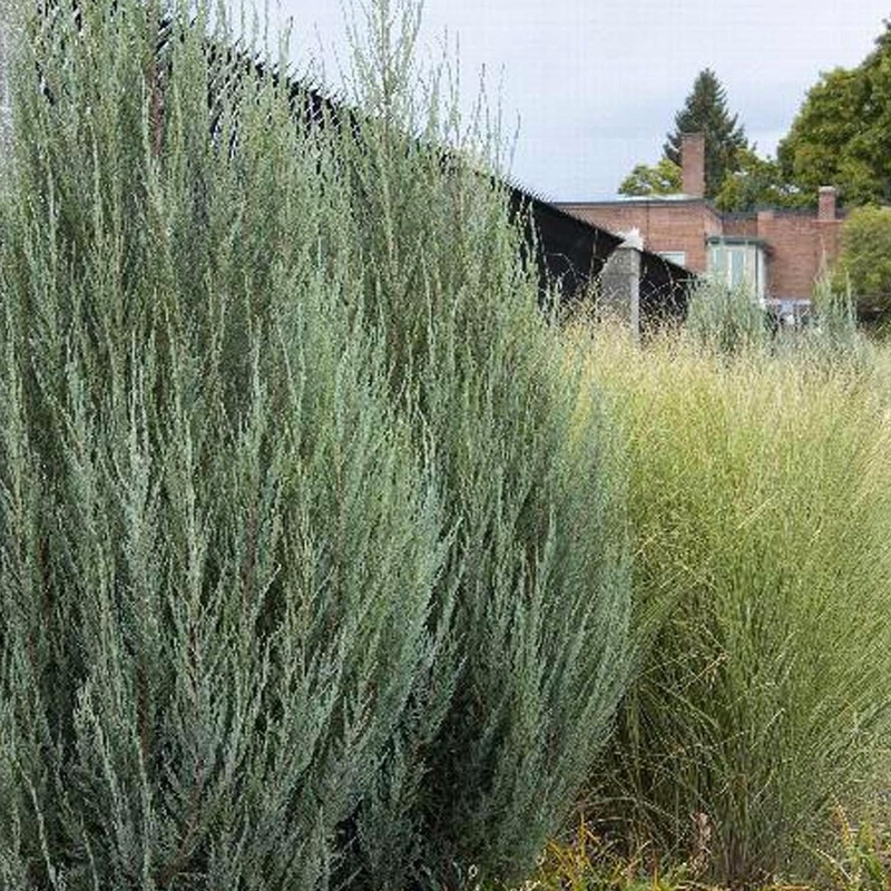 Juniperus ‘Skyrocket’ – Skyrocket Juniper – 1 Gallon