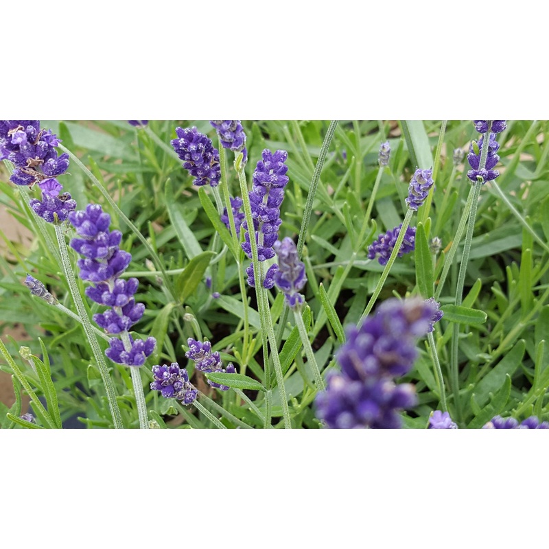 Lavender ‘Hidcote’|1L