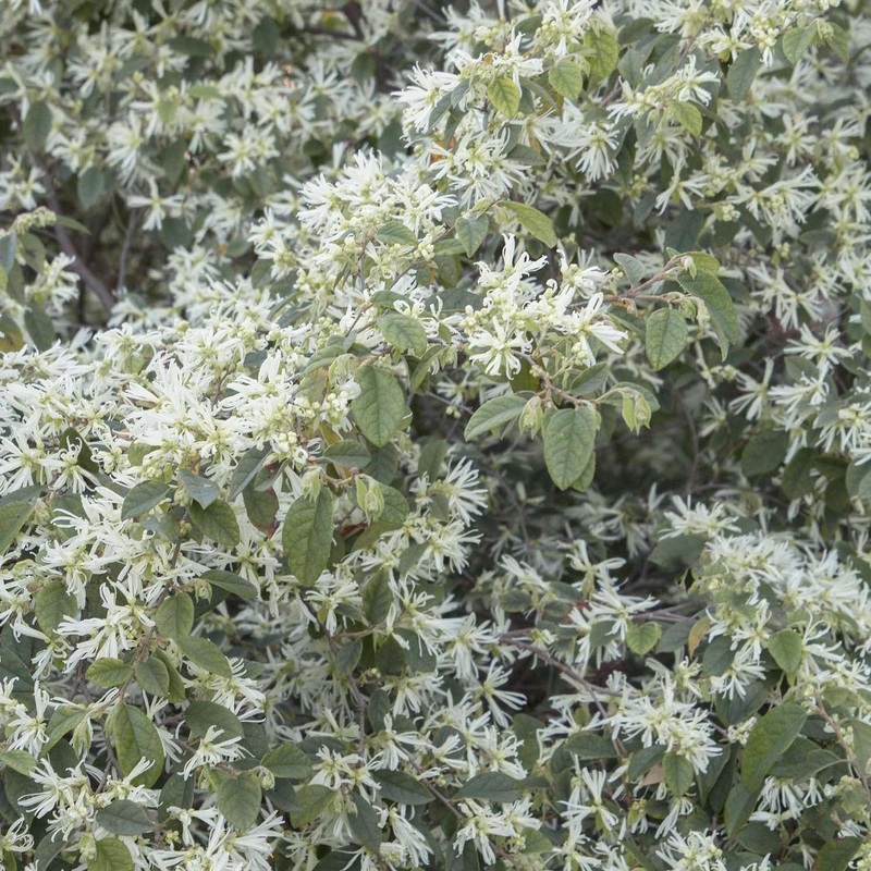 Loropetalum c. ‘Snow Panda’ – Snow Panda Fringe Flower – 1 Gallon