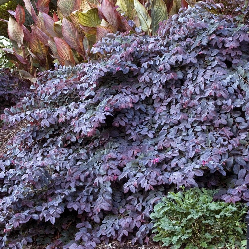 Loropetalum ‘Sizzling Pink’ – Sizzling Pink Fringe Flower – 2 Gallon