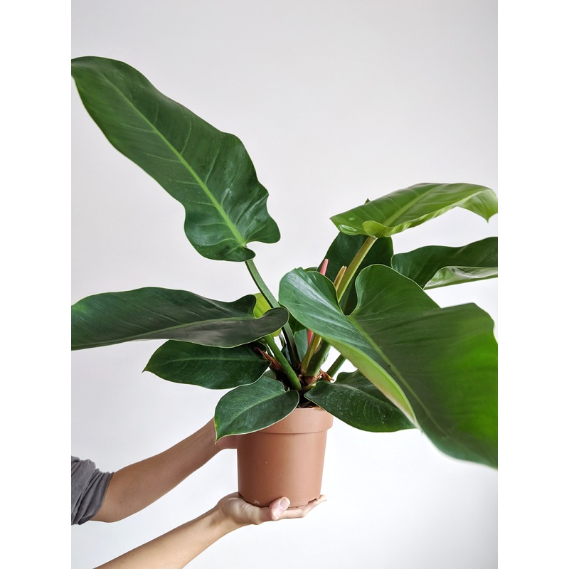 Philodendron Imperial Green