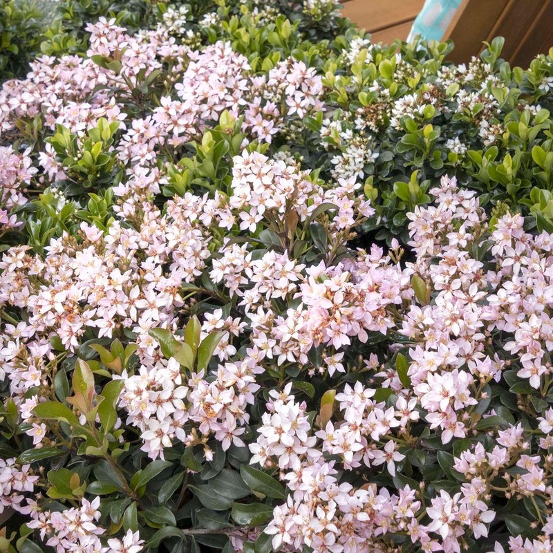 Rhaphiolepis ‘Ballerina’ – Ballerina Indian Hawthorn – 5 Gallon