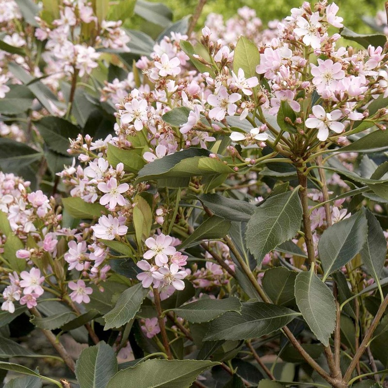 Rhaphiolepis ‘Majestic Beauty’ – Majestic Beauty Indian Hawthorn – 5 Gallon