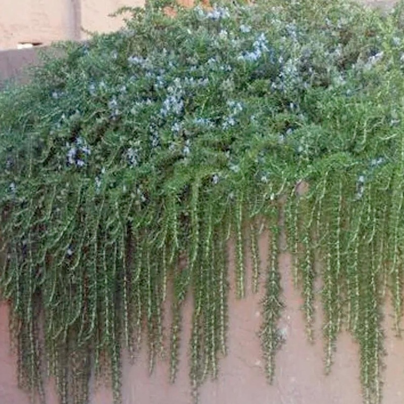 Rosmarinus ‘Huntington Carpet’ – Huntington Carpet Rosemary – 5 Gallon