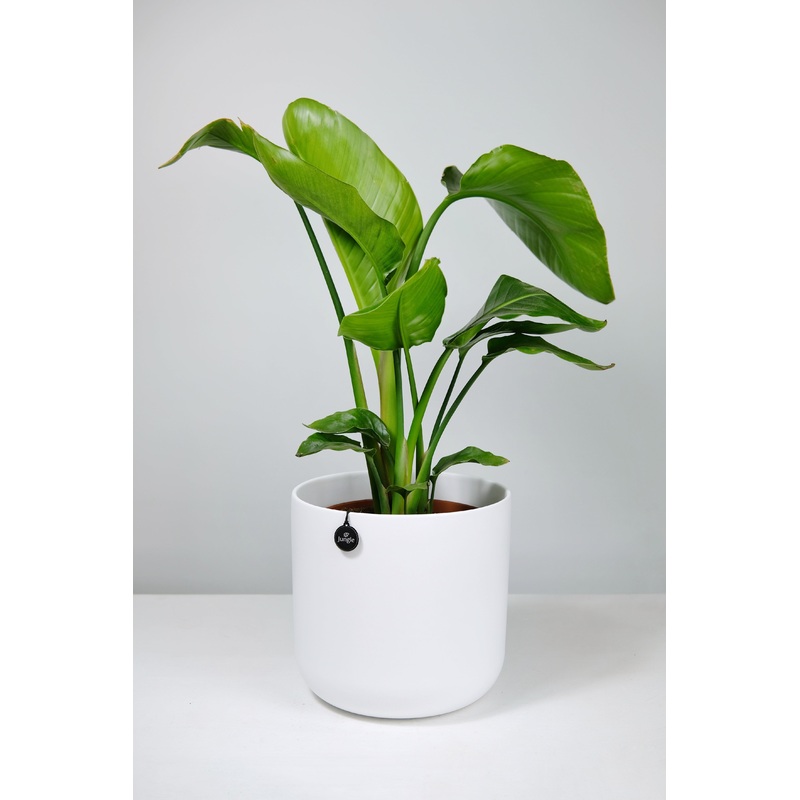 Small Strelitzia Nicolai | Bird of Paradise Small