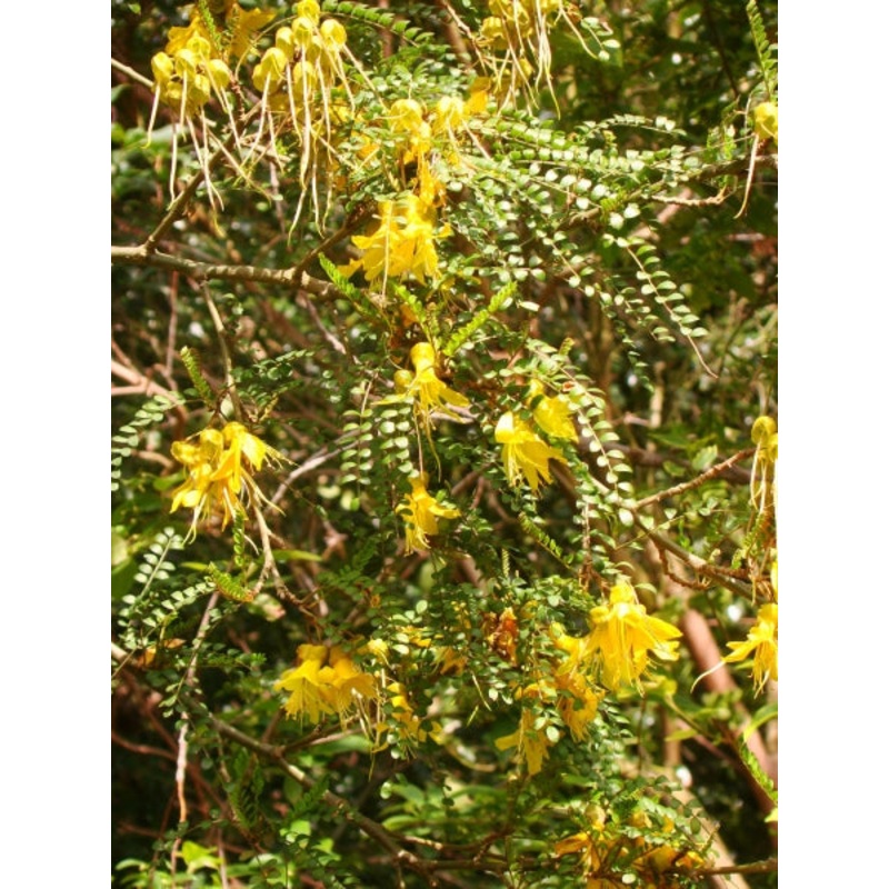 Sophora tetraptera – Larger Leaved Kowhai seedling