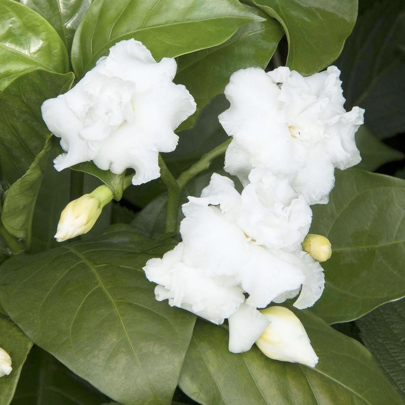Tabernaemontana ‘Flore Pleno’ – Cape Jasmine – 5 Gallon