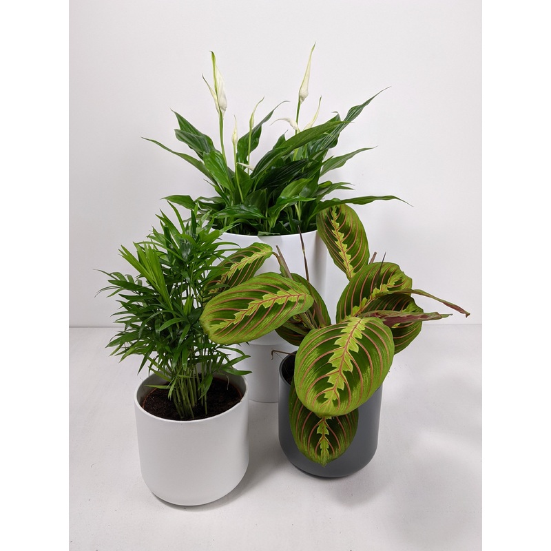 The Nursery Bundle