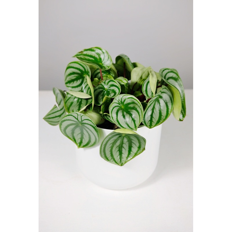 Watermelon Peperomia (Imperfect)