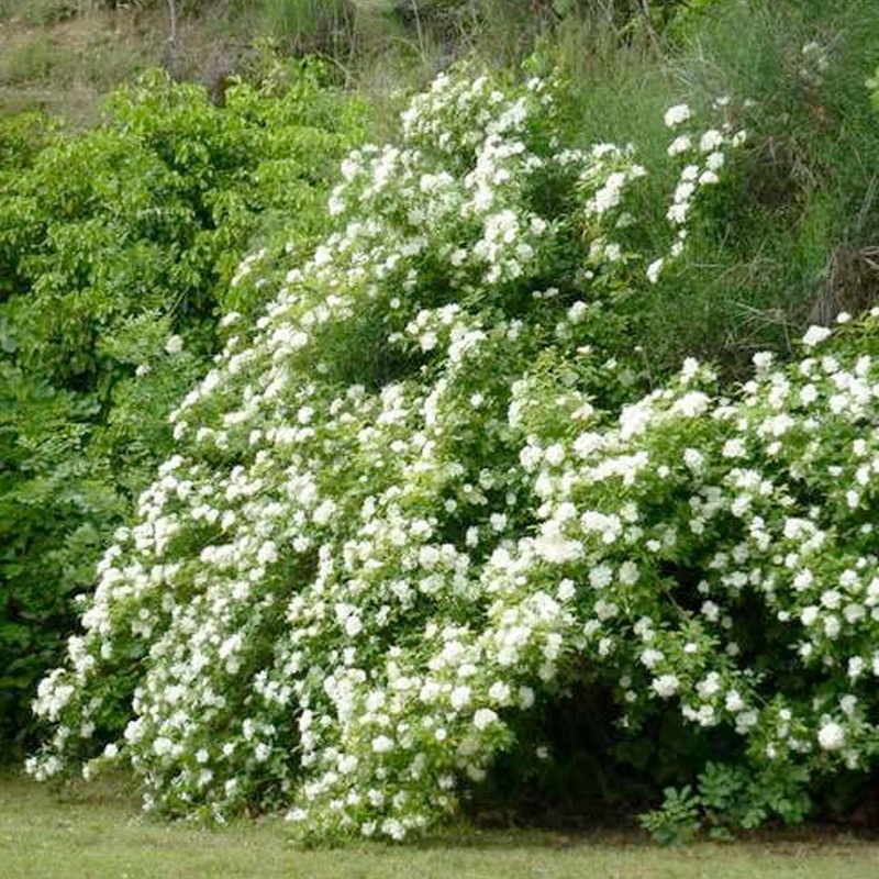 White Lady Banks – 5 Gallon