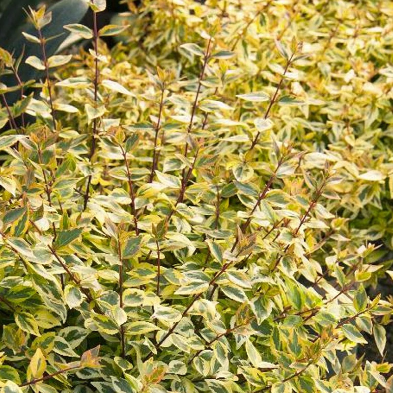 Abelia ‘Kaleidoscope’ PP – Kaleidoscope Abelia – 1 Gallon