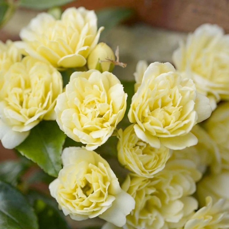 Banksii ‘Lutea – 1 Gallon