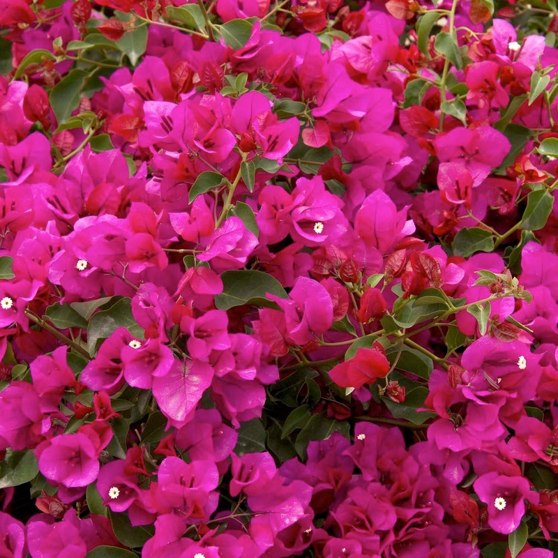 Bougainvillea ‘Oo-La-La’ – Oo-La-La Bougainvillea – 5 Gallon