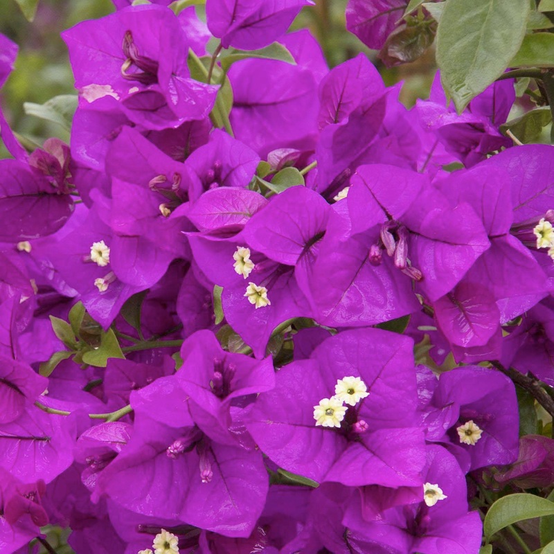 Bougainvillea ‘Purple Queen’ – Purple Queen Bougainvillea – 2 Gallon