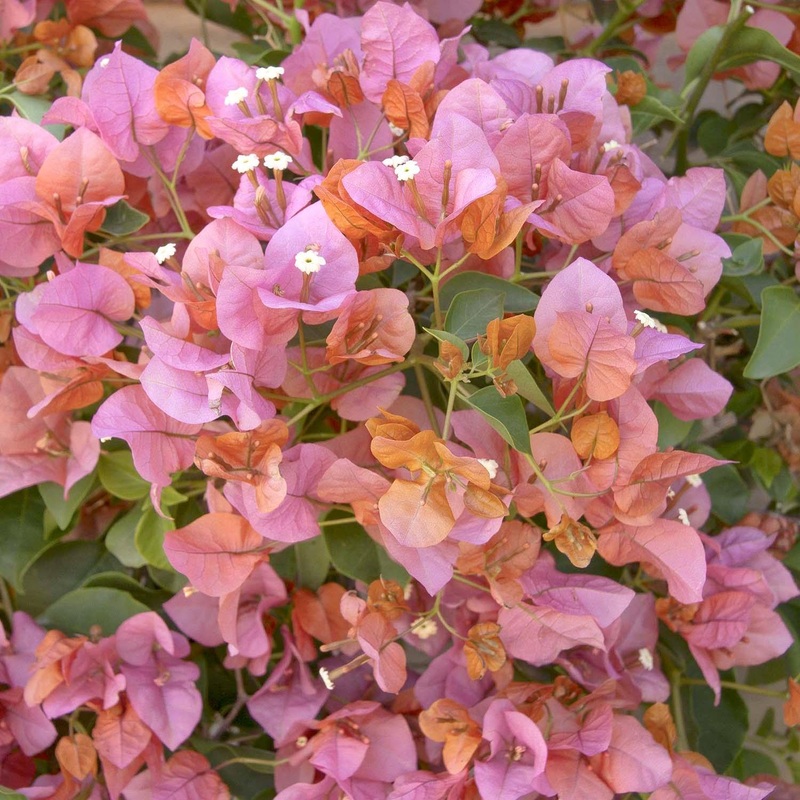 Bougainvillea ‘Rosenka’ – Rosenka Bougainvillea – 1 Gallon