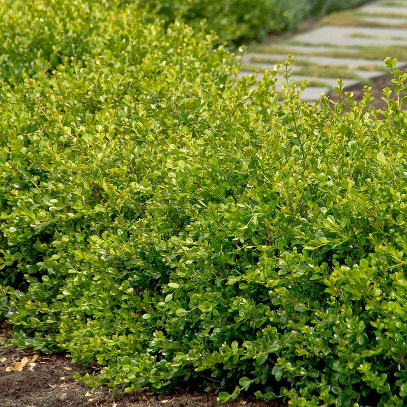 Buxus ‘Winter Gem’ – Winter Gem Boxwood – 1 Gallon