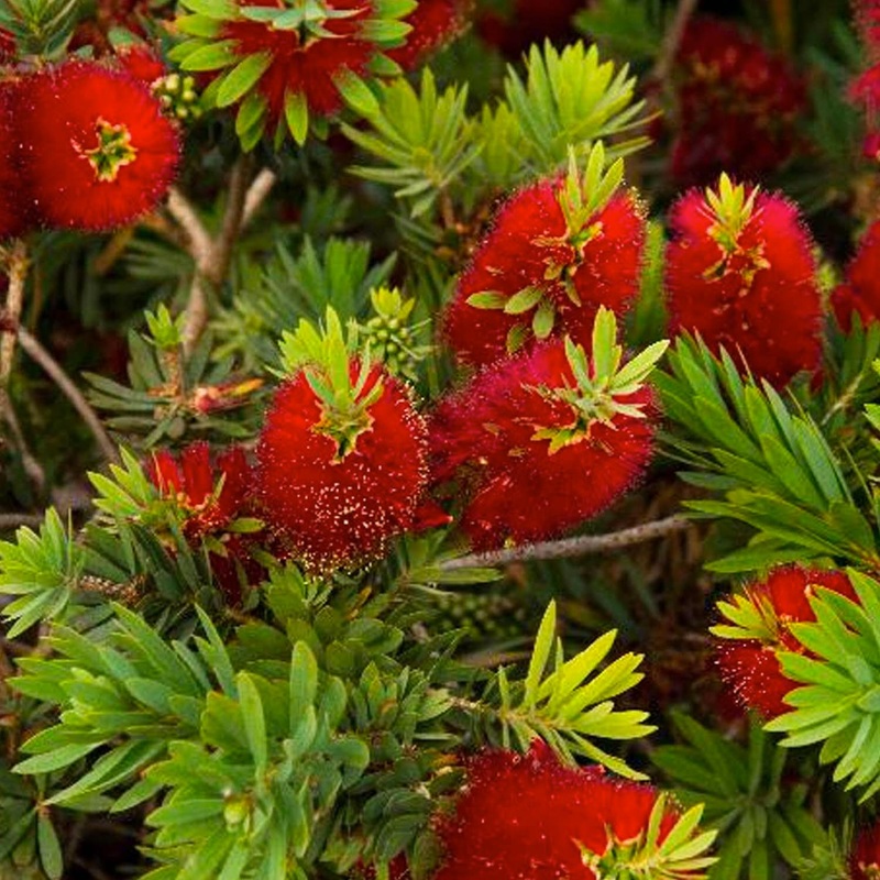 Callistemon ‘Little John’ – Little John Dwarf Bottlebrush – 1 Gallon