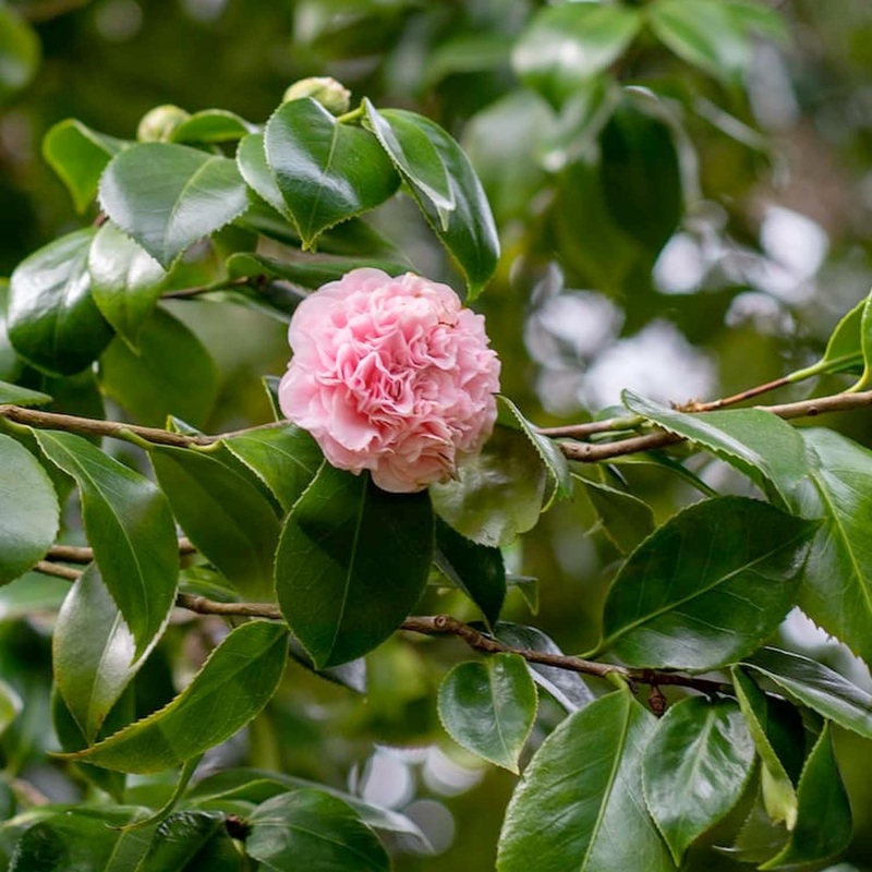Camellia Japonica ‘Debutante’ – Debutante Camellia – 2 Gallon