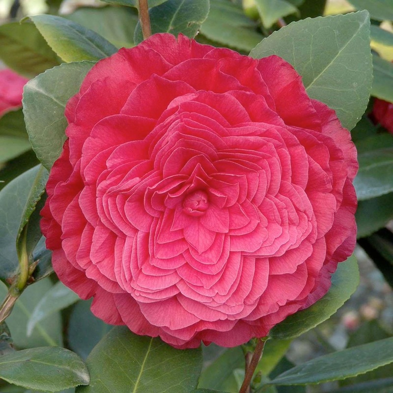 Camellia ‘Nuccio’s Bella Rossa – Nuccio’s Bella Rossa Camellia – 2 Gallon