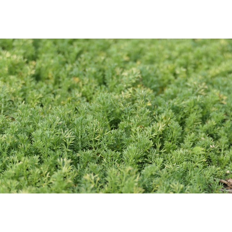 Chamomile – Lawn|9cm