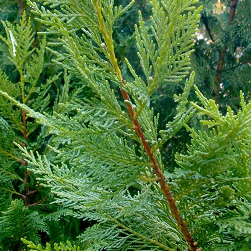 Cupressocyparis ‘Emerald Isle’ – Emerald Isle Leyland Cypress – 7 Gallon
