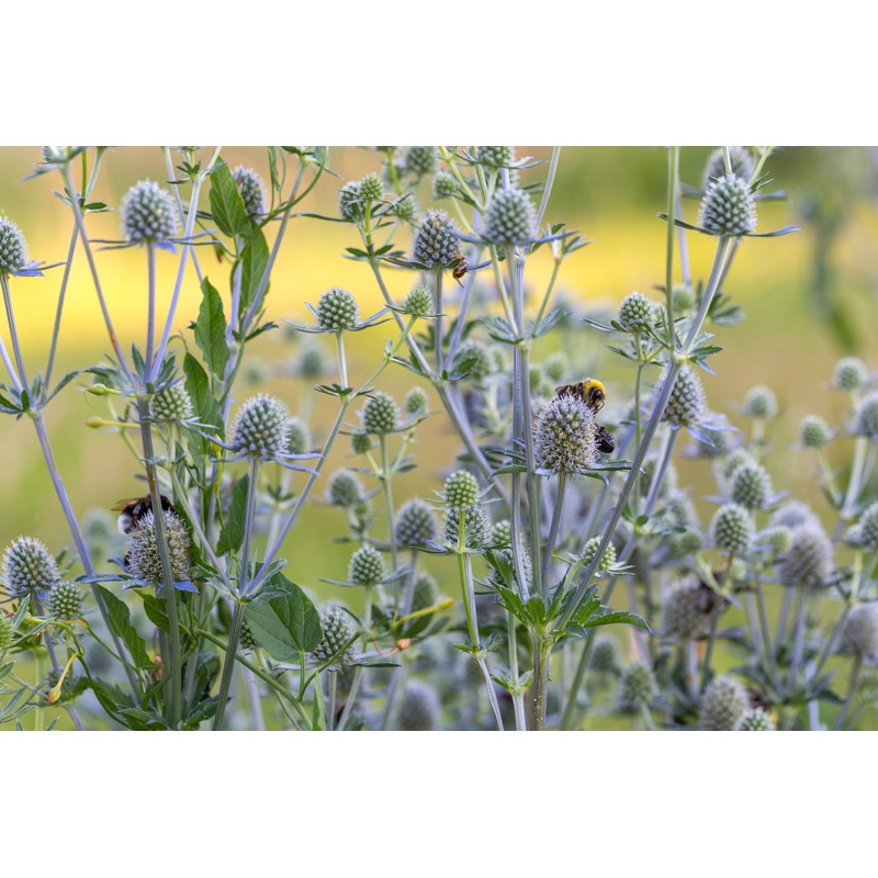 Eryngium planum|2L
