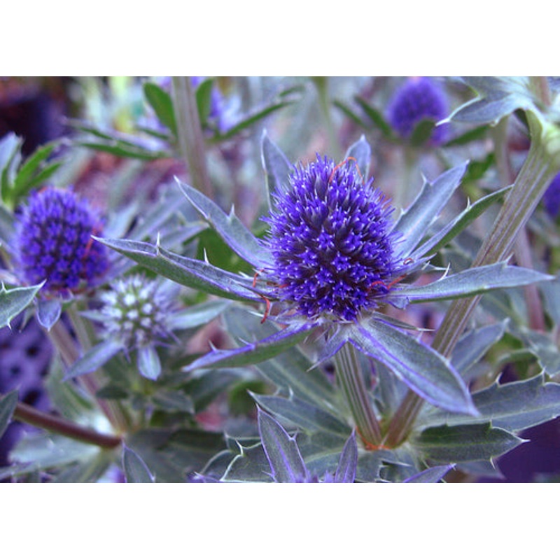Eryngium planum ‘Blue Hobbit’|1L