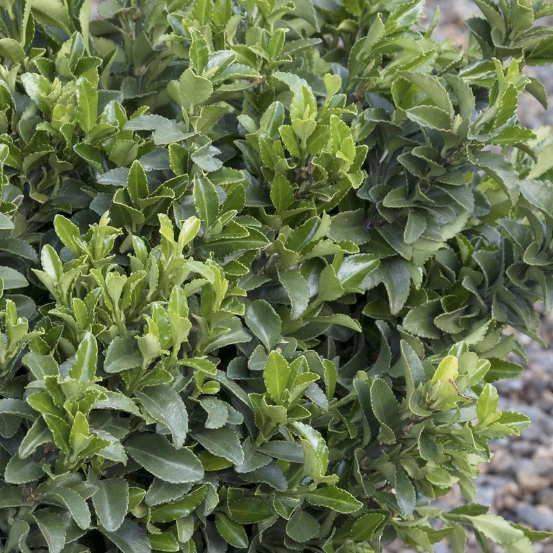 Euonymus ‘Microphyllus’ – Boxleaf Euonymus – 2 Gallon