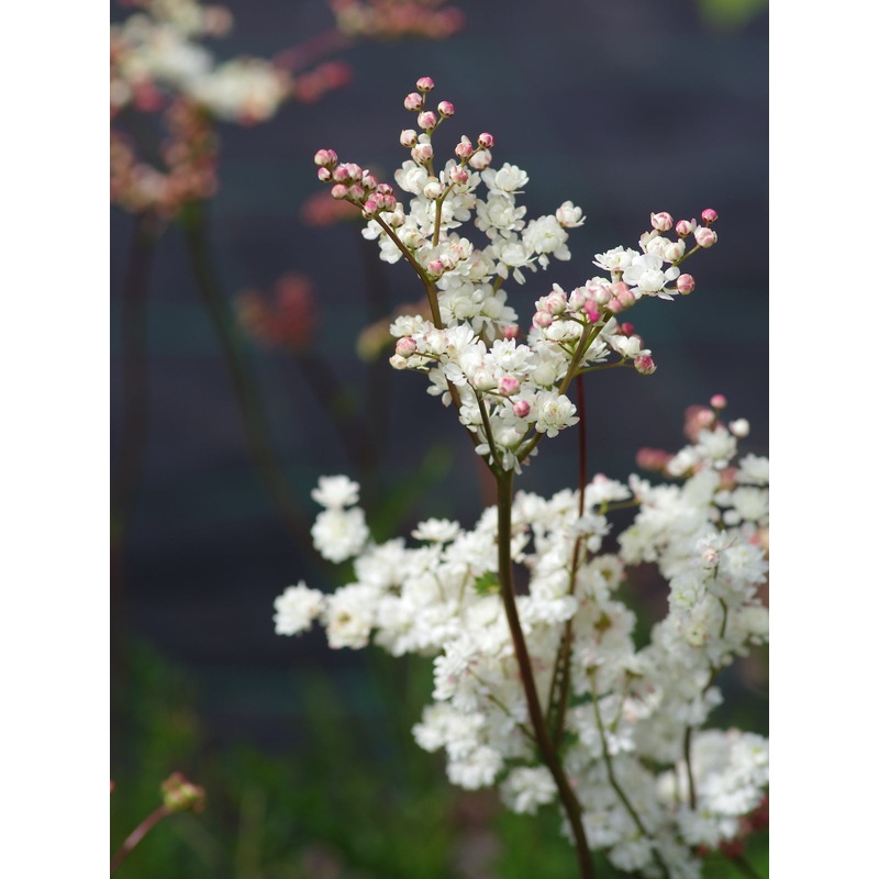 Filipendula hexapetala|2L