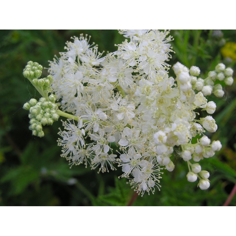 Filipendula ulmaria|2L