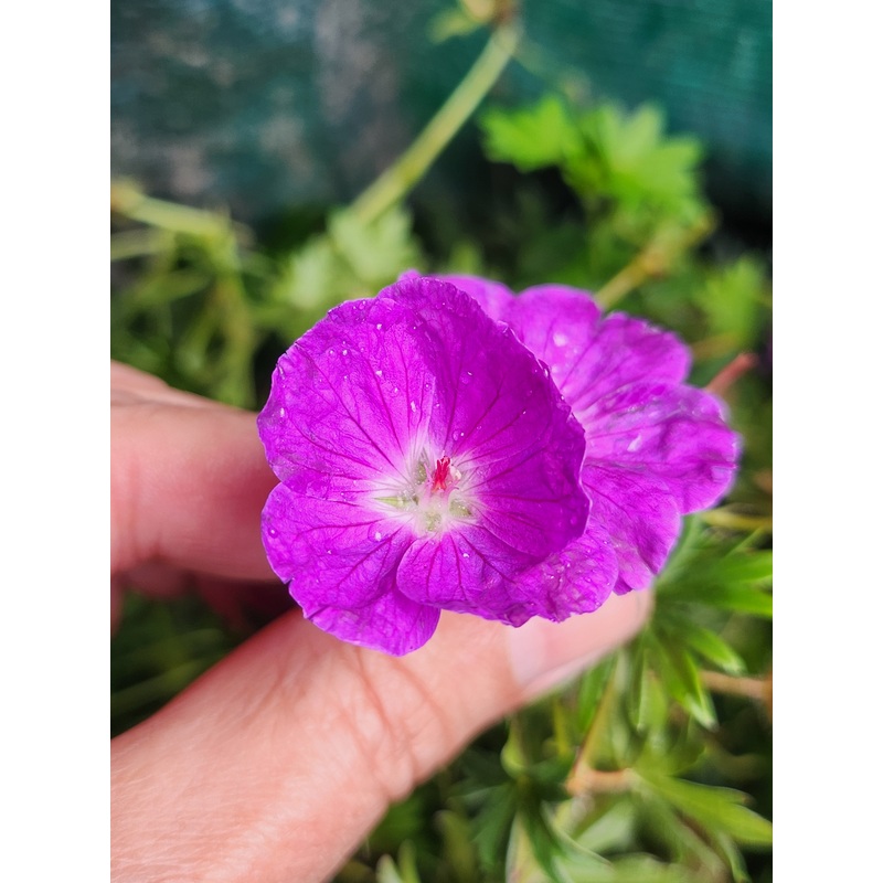 Geranium sanguineum ‘Vision Violet’