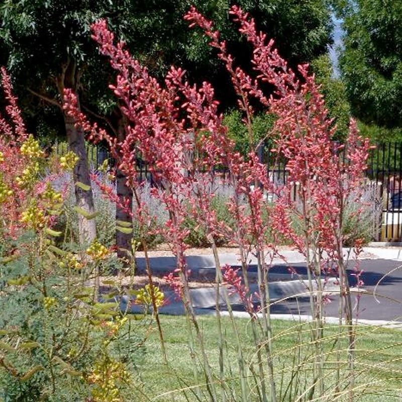 Hesperaloe p. ‘Straight Up Red’ PP – Straight Up Red Texas Yucca – 2 Gallon