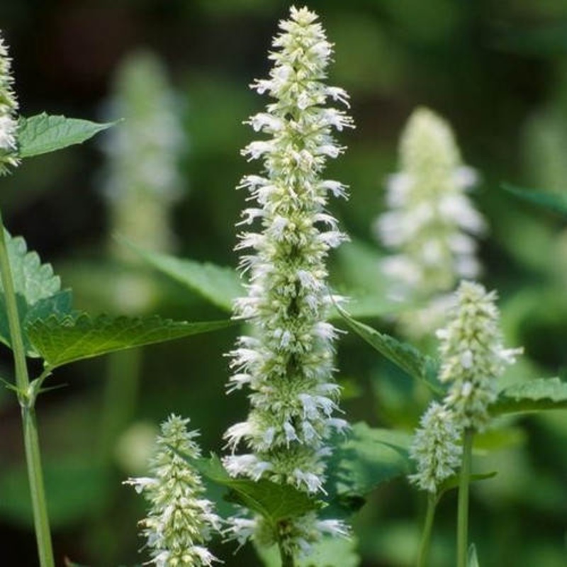 Hyssop White|1L