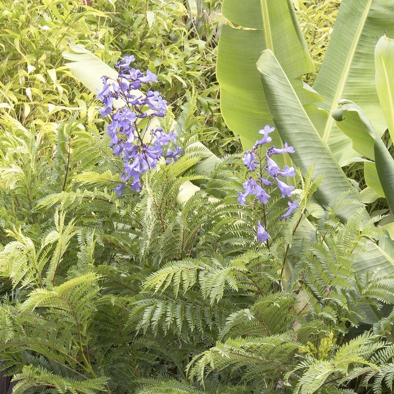 Jacaranda ‘Bonsai Blue’ PP – Bonsai Blue Jacaranda – 5 Gallon