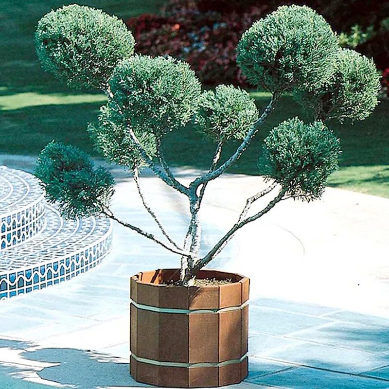 Juniperus chin. ‘Mint Julep’ – Mint Julep Juniper – Pompom – 5 Gallon