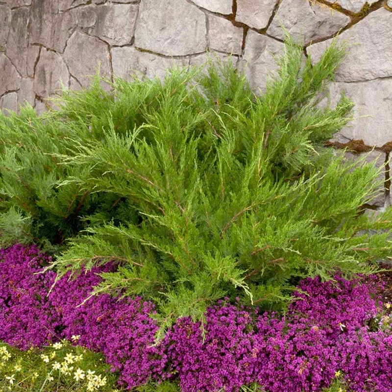 Juniperus chin. ‘Mint Julep’ – Mint Julip Juniper – Spiral – 7 Gallon