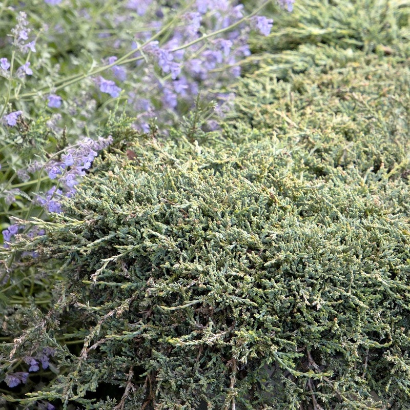 Juniperus horiz. ‘Icee Blue’ – Icee Blue Juniper – 2 Gallon