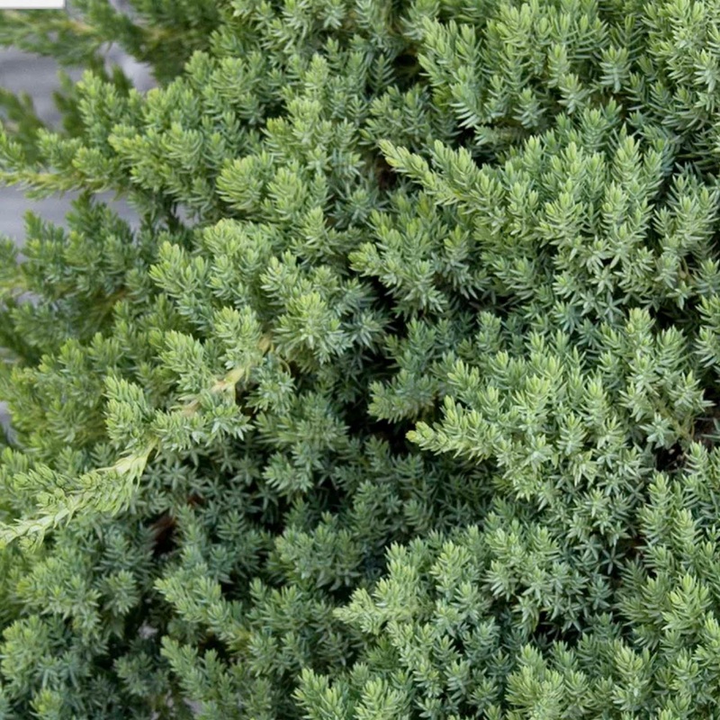 Juniperus procumbens ‘Nana’ – Dwarf Japanese Garden Juniper – 2 Gallon