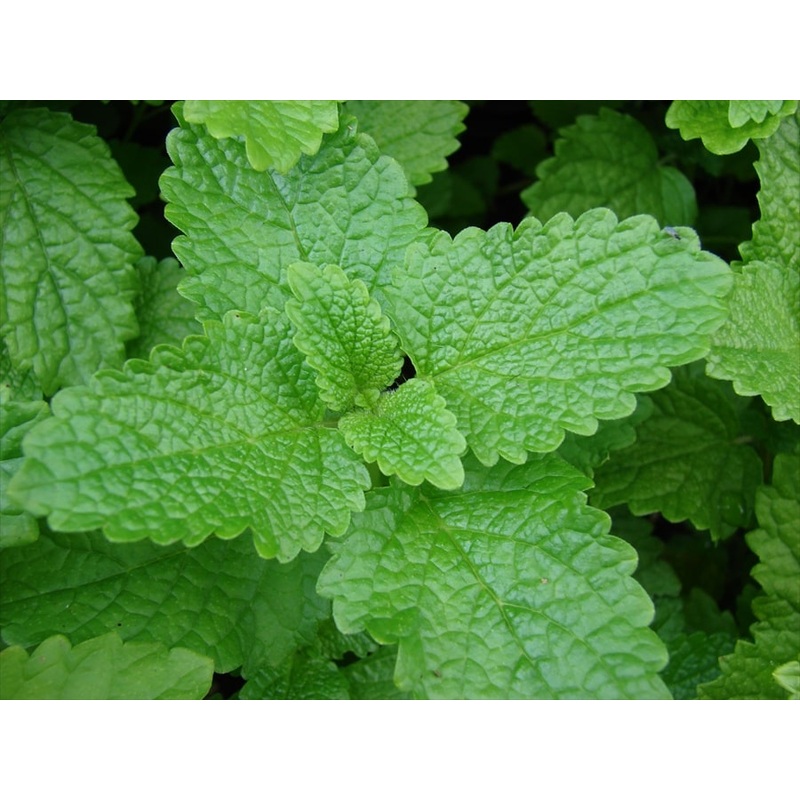Lemon Balm|9cm|1L
