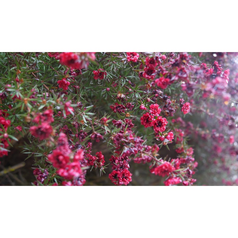 Leptospermum scoparium ‘Red Damask’