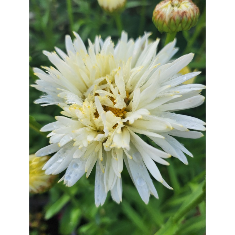 Leucanthemum ‘Coconut’|2L