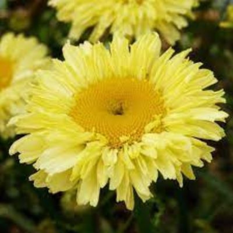 Leucanthemum ‘Real Goldcup’|1.5L