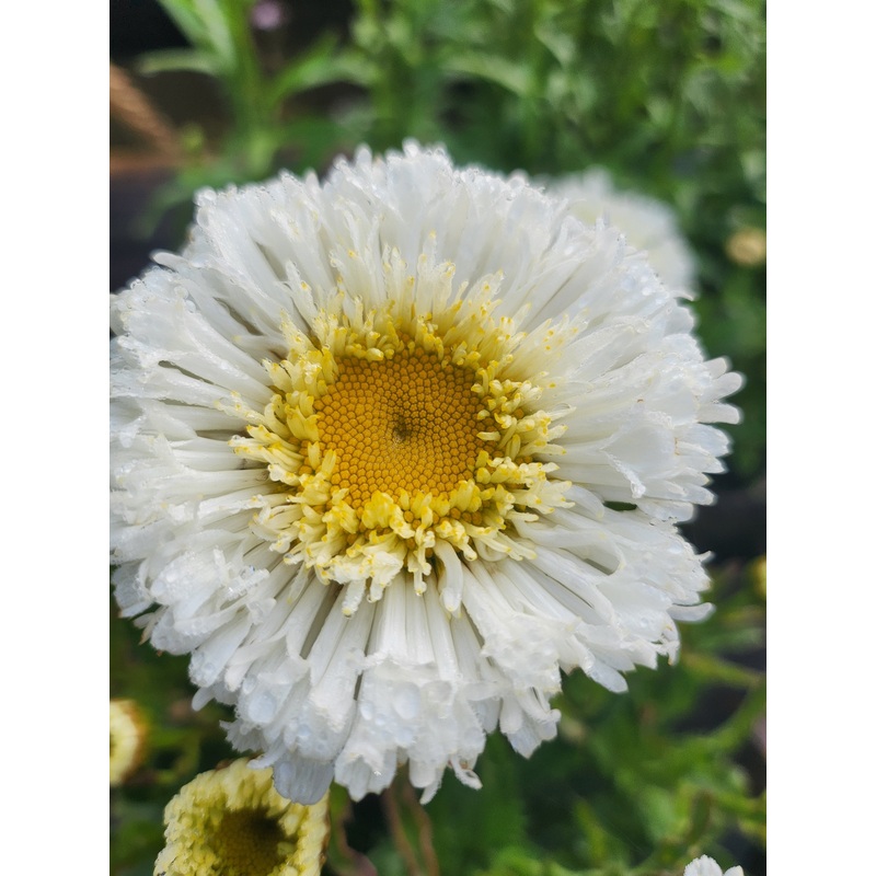 Leucanthemum ‘ Real Snowball’|2L