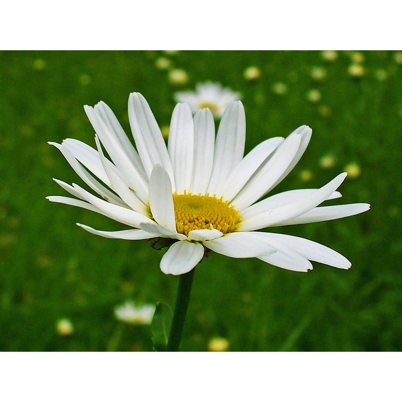 Leucanthemum vulgare|10.5cm
