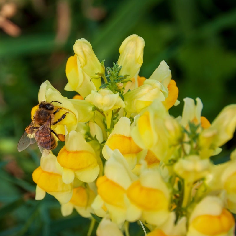 Linaria vulgaris|10.5cm