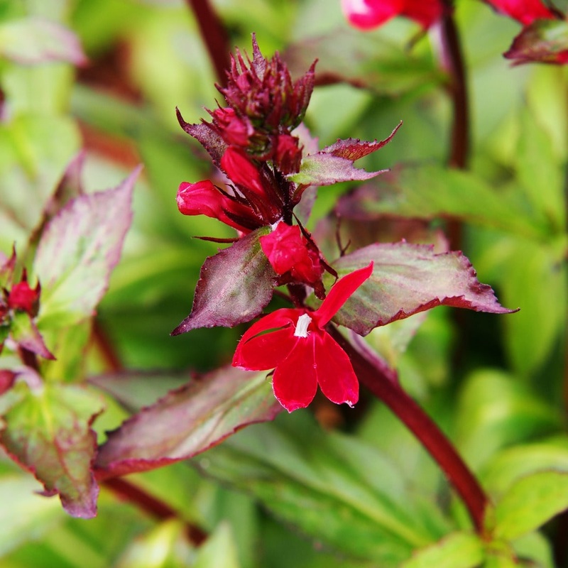 Lobelia cardinalis ‘Queen Victoria’