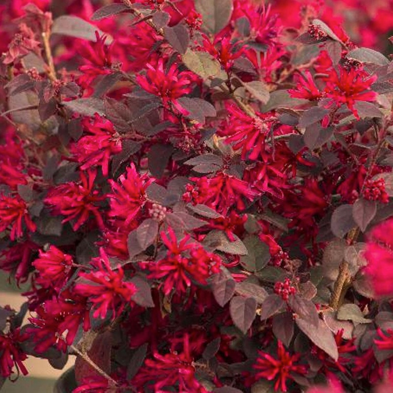 Loropetalum ‘Ever Red’ – Ever Red Fringe Flower – 5 Gallon