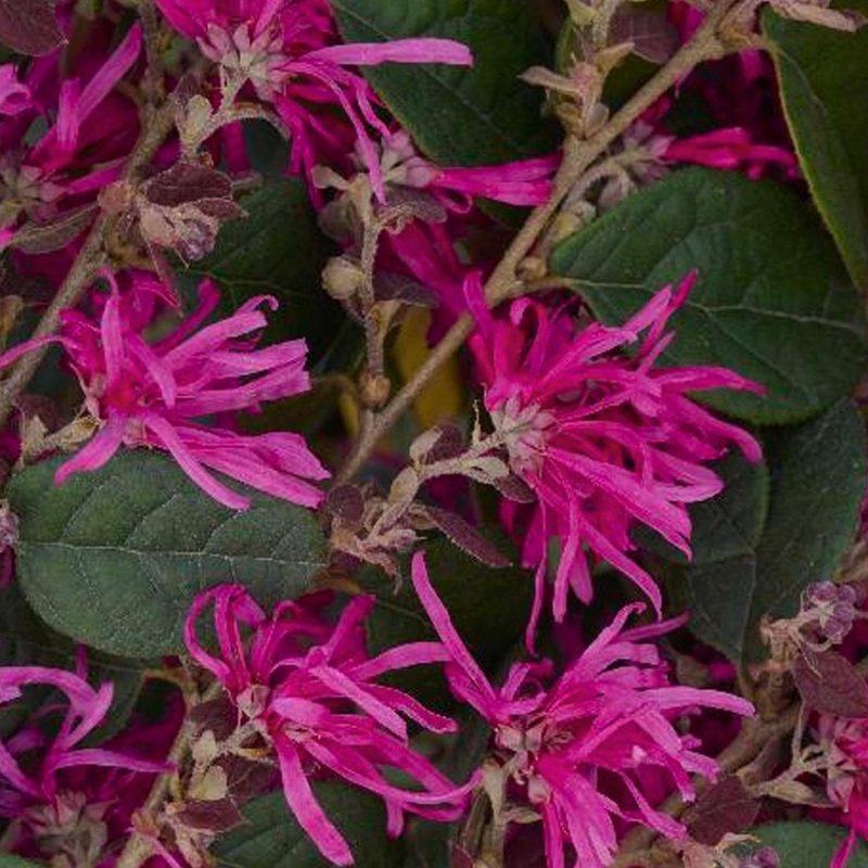 Loropetalum ‘Razzleberri’ – Razzleberri Fringe Flower – 5 Gallon