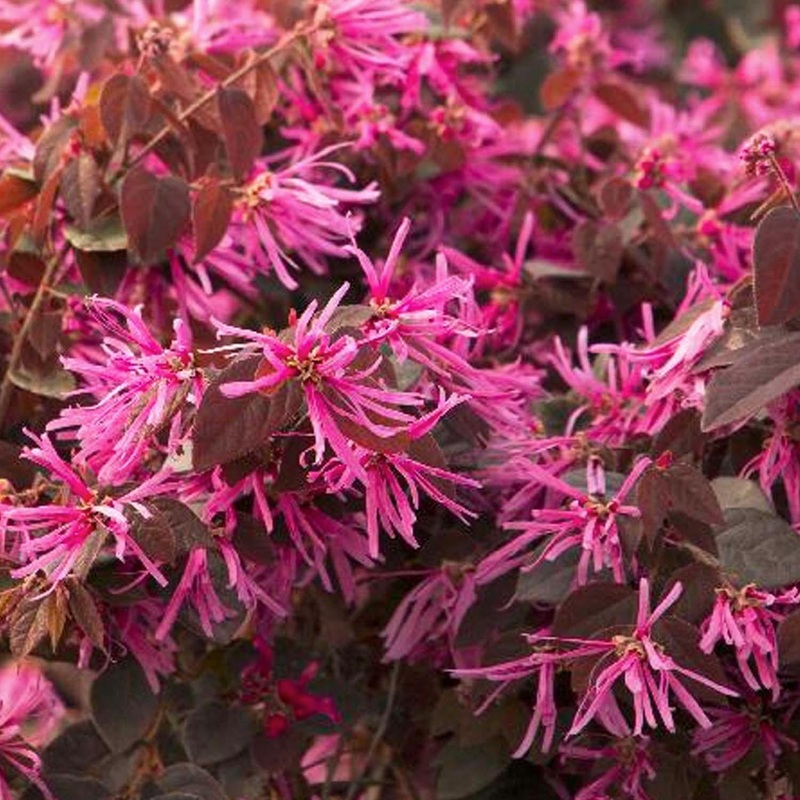 Loropetalum ‘Sizzling Pink’ – Sizzling Pink Fringe Flower – 1 Gallon
