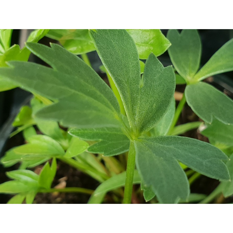 Lovage|1.5L
